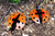 Set of 2 Black and Red Handcrafted Metal Ladybug Garden Art