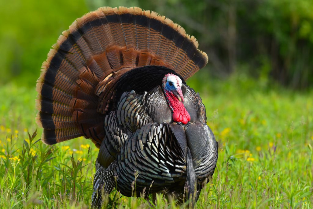 5 Best Practices for Hunting Turkey Like a Pro