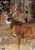 WHITETAIL DEER TARGET 3-TARGTSB/C TARGET PREGAME 16.5"X24" 