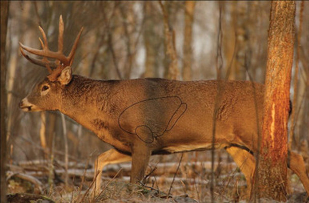 Birchwood Casey Eze-Scorer Targets Whitetail Deer Target 23"x35" 2/Pack