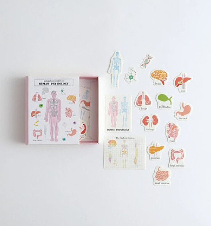Picture Book of Stickers - Human Physiology - Little Obsessed