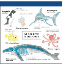 Square Memo Pad - Sea Creatures