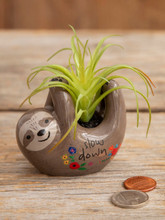 Natural Life Sloth Faux Succulent  Natural Life Sloth Faux Succulent