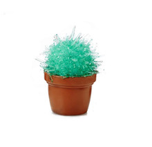 Magic Cactus Kit - Green Magic Cactus Kit - Green
