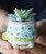 Natural Life Turtle Faux Succulent Natural Life Turtle Faux Succulent