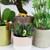 Adorable Dog Plant Stakes Adorable Dog Plant Stakes
