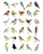 Bird Box Postcards 