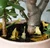 Tiny Camping for Your Plants 