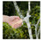 Bird Garden Saw