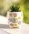 Natural Life Mini Footed Planter - Feel Like Sunshine