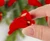 Mini Red Cardinals, Pack of 6