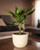 Dracaena