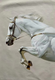 White Horse – 70x100cm