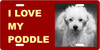 I Love My Poodle License Plate