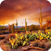 Set of 4 Coaters arizona desert sunset.jpg