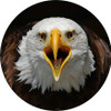Set of 4 Coaters Patriotic American Bald Eagle