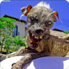 Set of 4 Coaters Voted Ugliest Dog