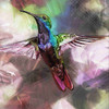 Set of 4 Coaters Watercolor Hummingbird