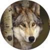 Set of 4 Coaters Wolf Seeking Prey