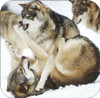 Set of 4 Coaters Wolves Fighting