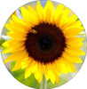 Set of 4 Coaters Sunflower