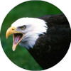 Set of 4 Coaters The Bald Eagle