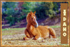 Idaho Wild Mustang Horses