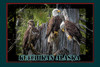 Alaska Home Of The Bald Eagles Travel Poster