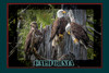 California Bald  Eagles Travel Poster