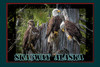 Skagway Alaska Bald Eagles Travel Poster