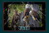 Utah Bald Eagles Roam Travel Poster