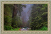 Redwood Photo 4 Travel Poster