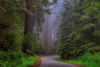 Redwood Photo Travel Poster