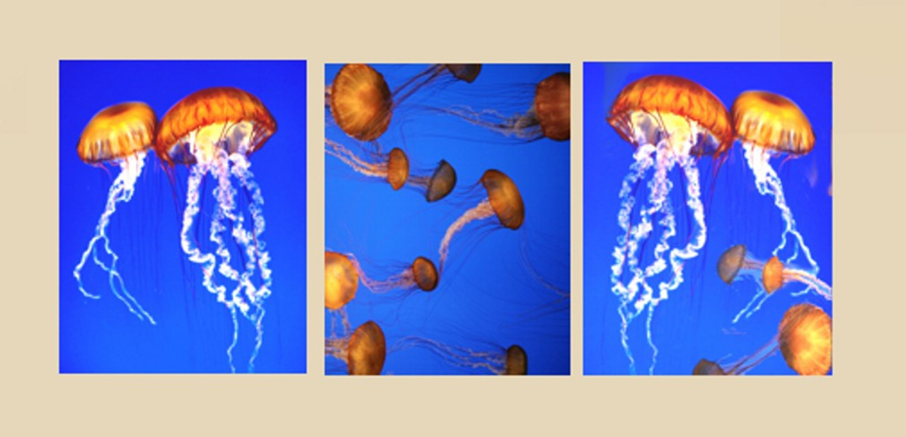 Coral sea jellyfish