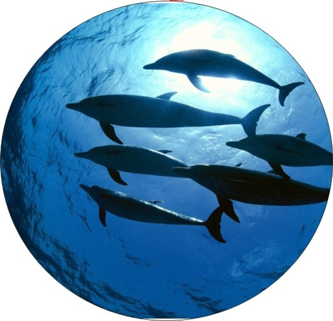 Set of 4 Coaters Dolphins