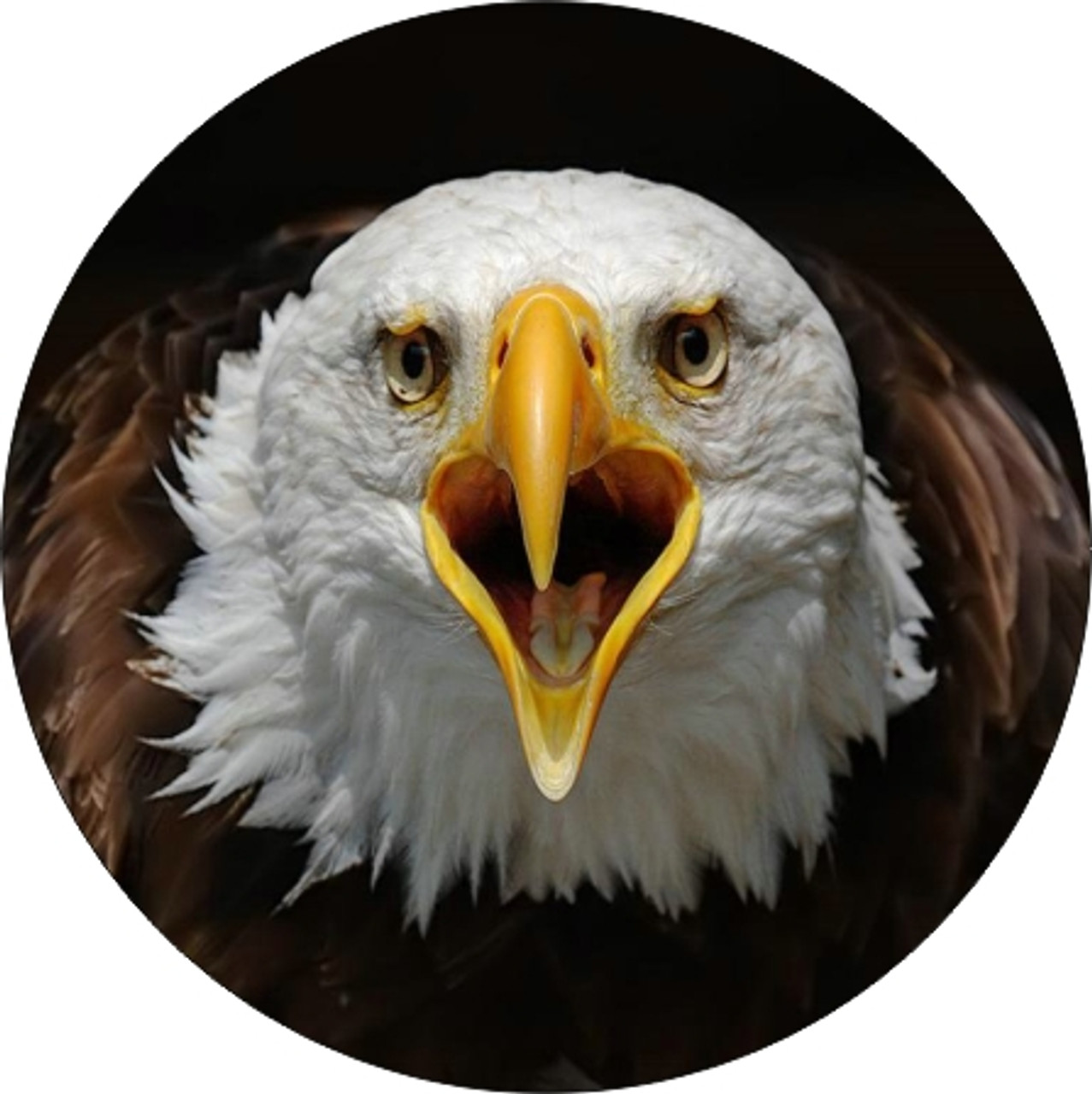 Set of 4 Coaters Patriotic American Bald Eagle