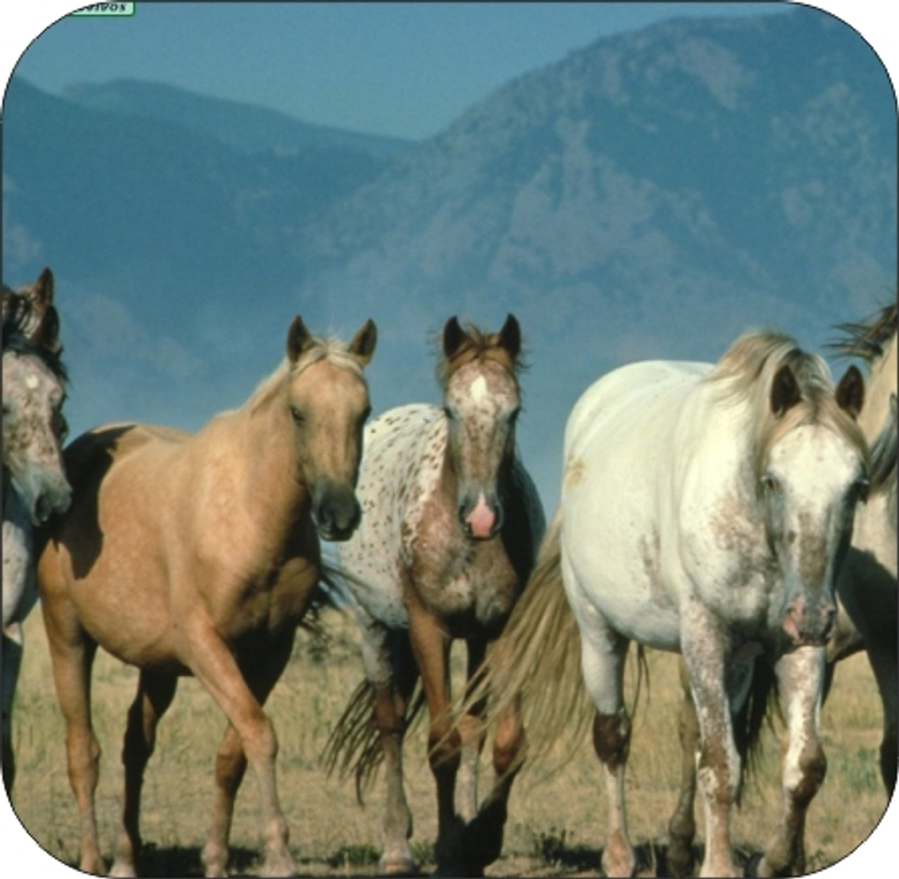 Set of 4 Coaters Wild Mustangs