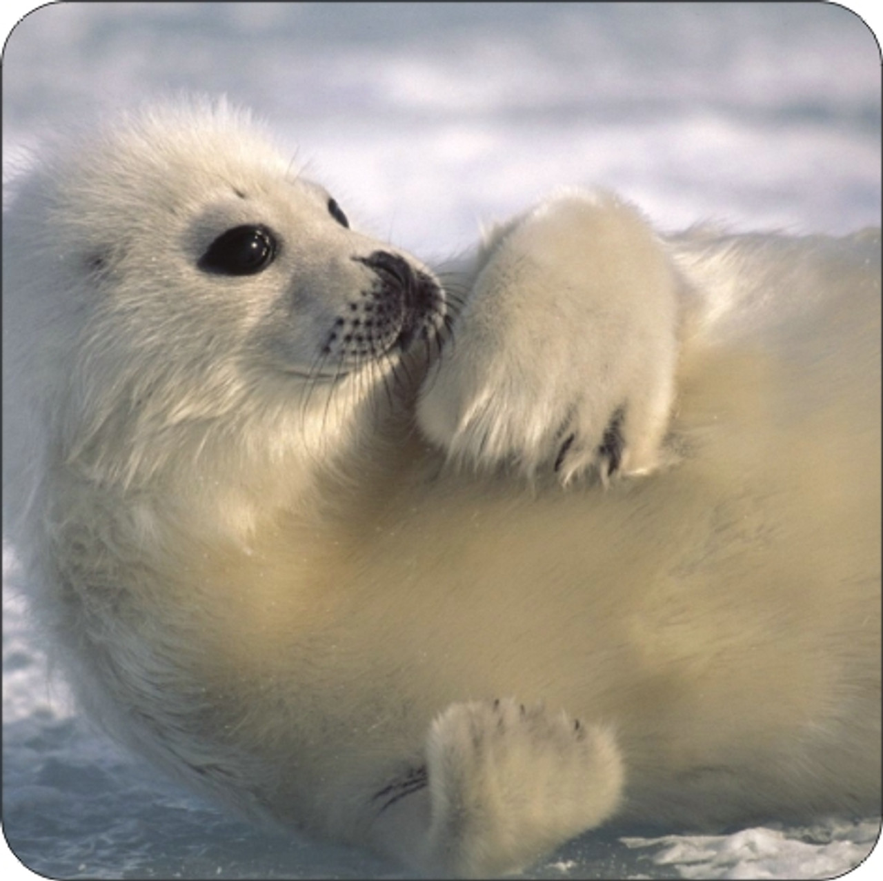 Set of 4 Coaters Resting Baby Seal