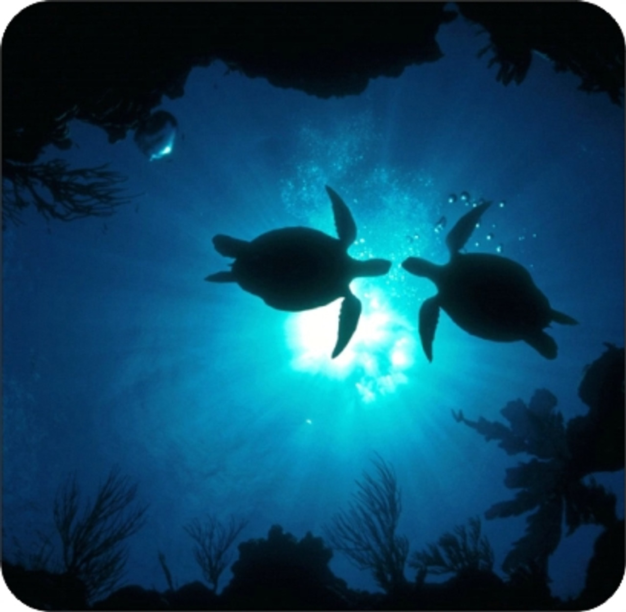 Set of 4 Coaters Sea Turtles