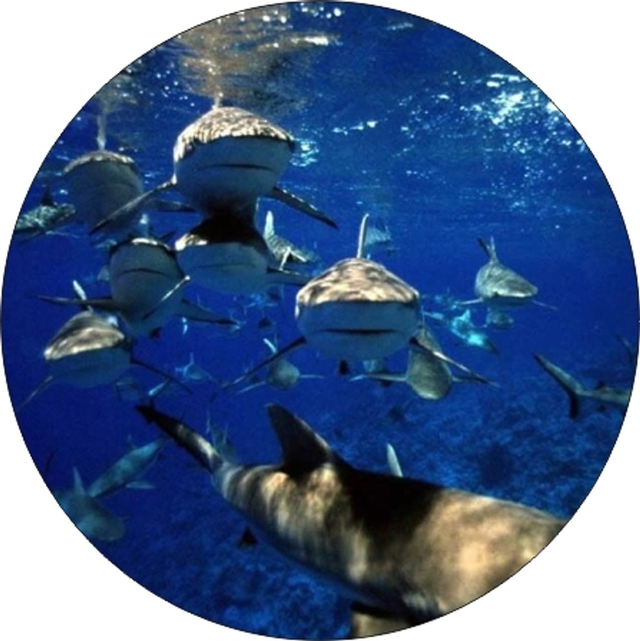Set of 4 Coaters Shark Close Encounters