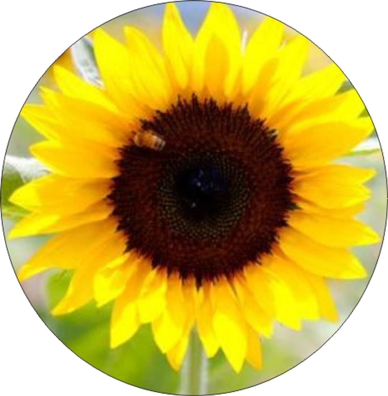 Set of 4 Coaters Sunflower