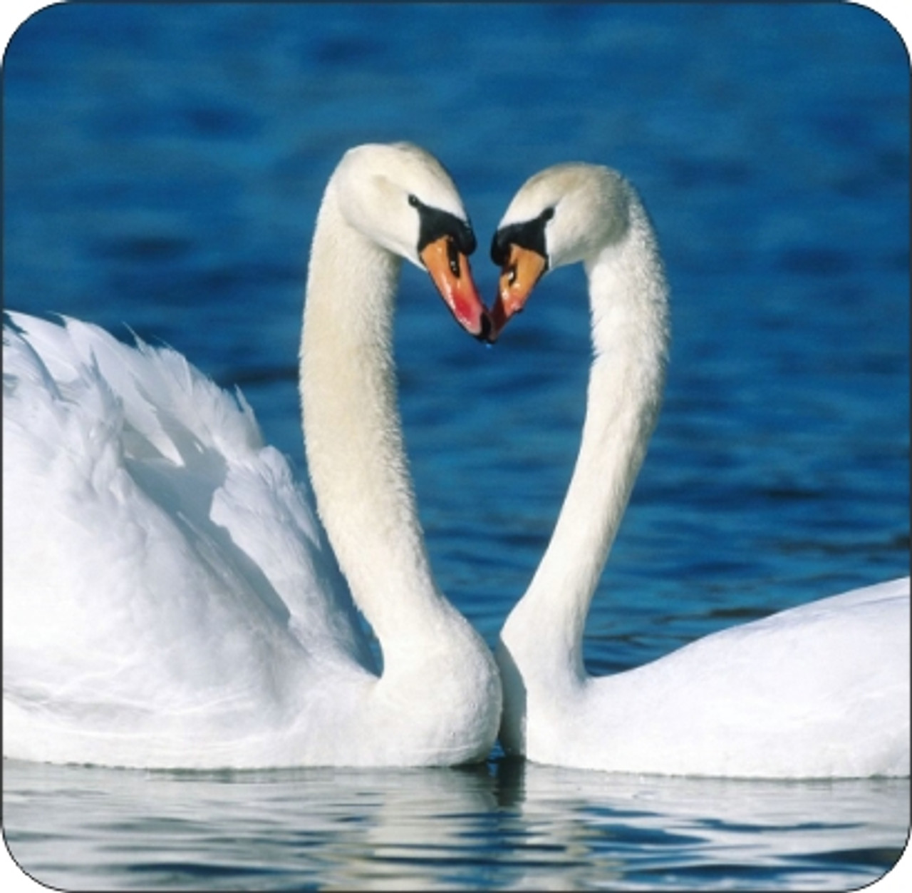 Set of 4 Coaters Swans In Love