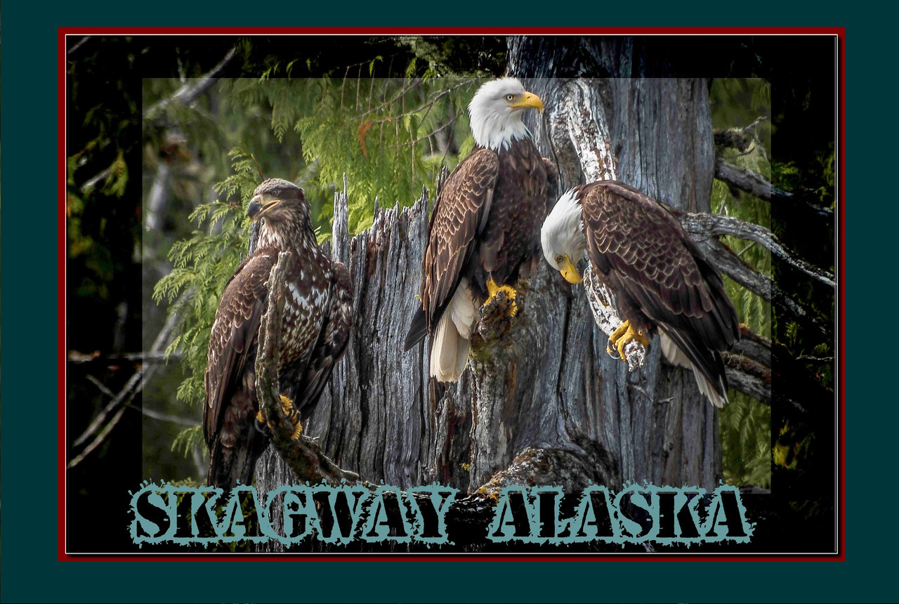 Skagway Alaska Bald Eagles