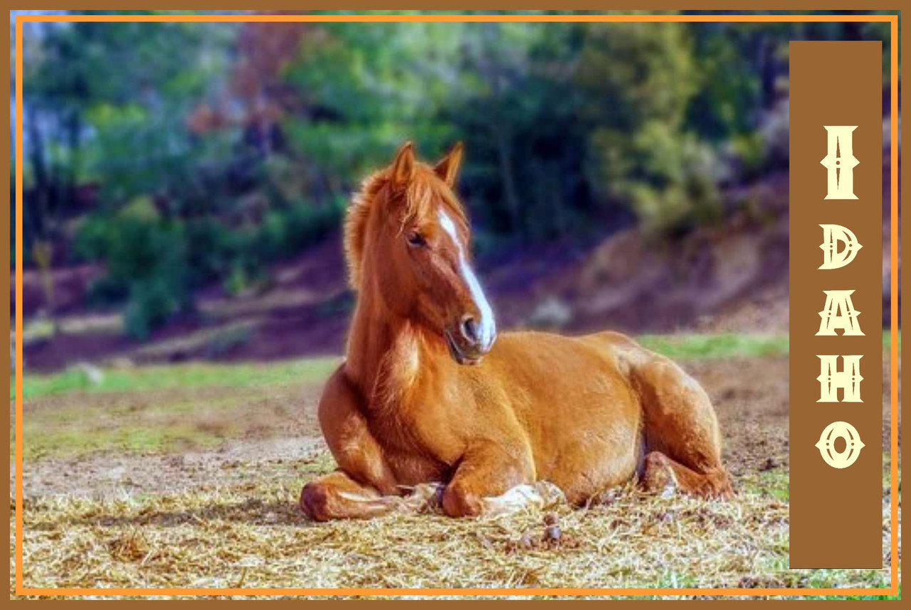 Idaho Wild Mustang Horses Travel Poster