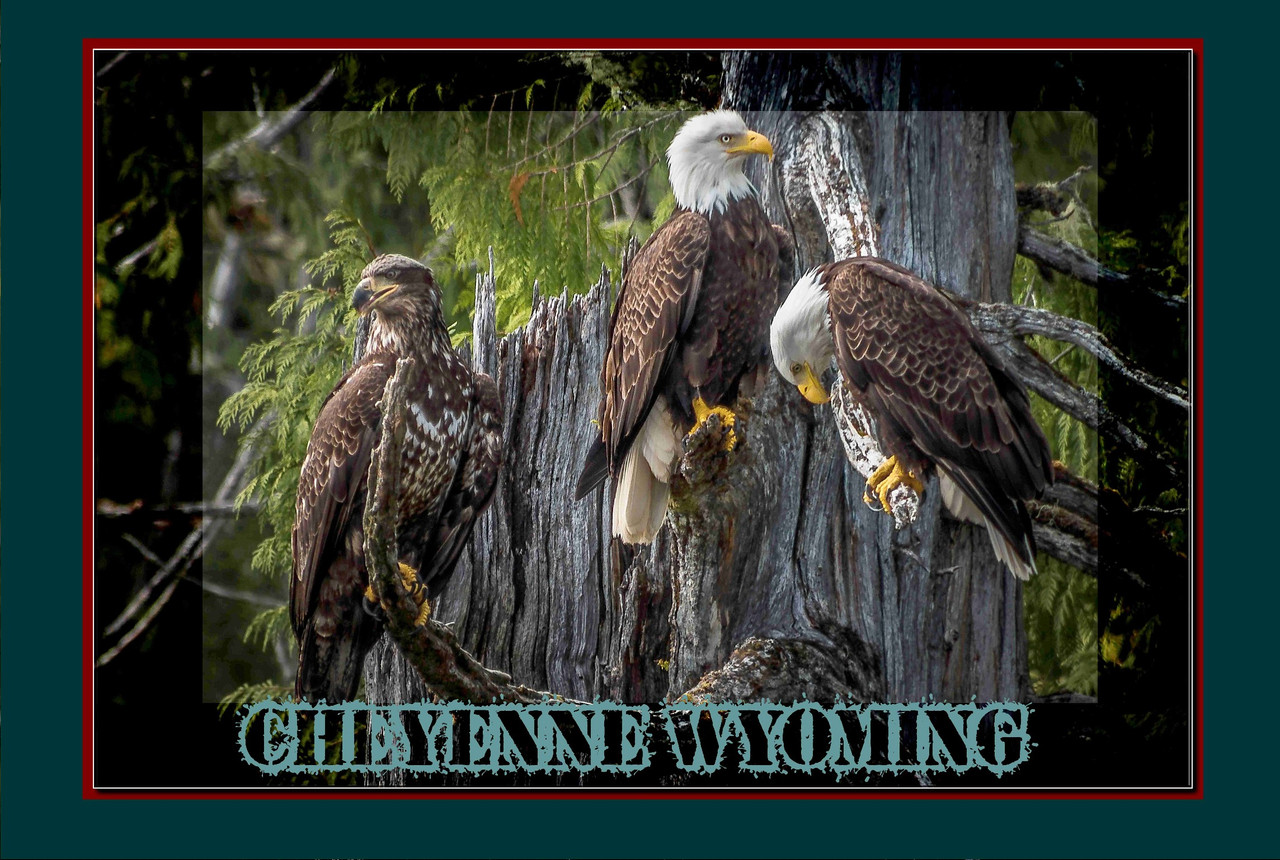 Cheyenne Wy Pair Of Bald Eagles Travel Poster
