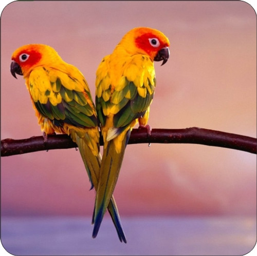 Set of 4 Coaters Yellow And Red Parrots