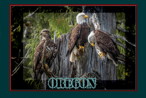 Oregon Where Bald Eagle Thrive