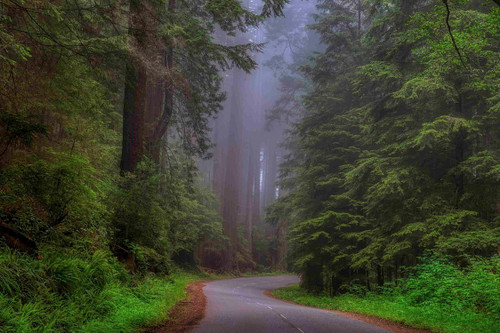 Redwood Photo Travel Poster