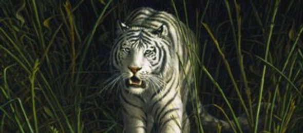 White Tiger