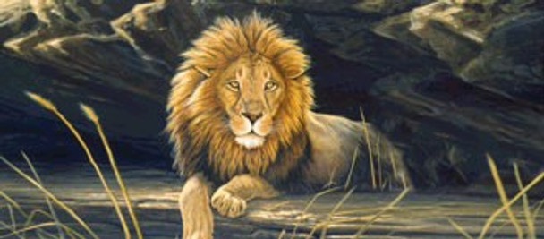 African Lion